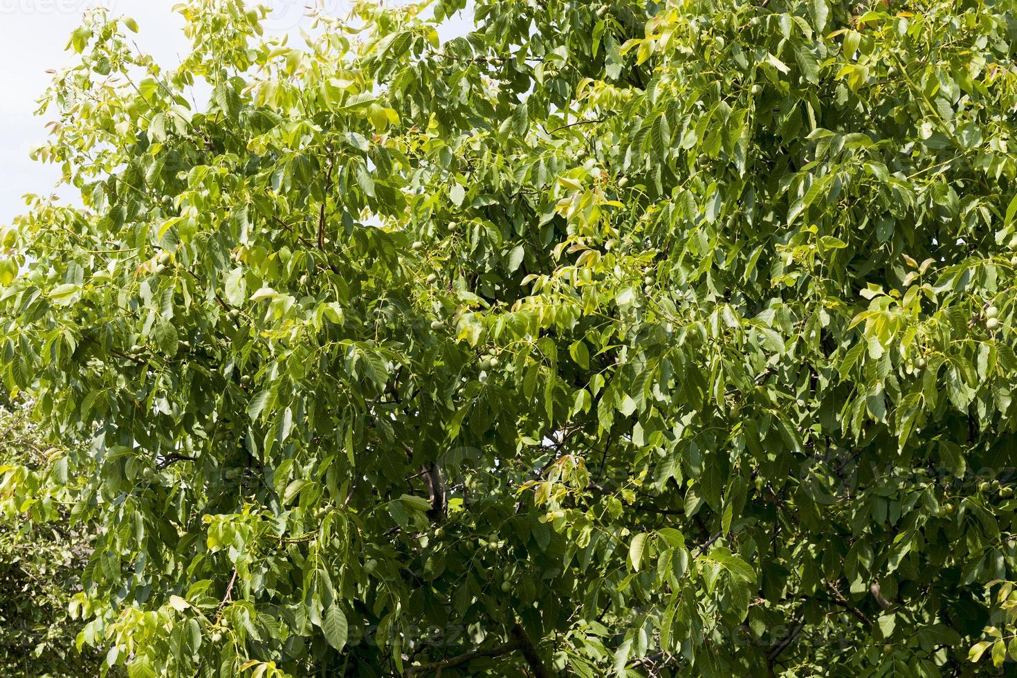 green unripe walnuts in the summer photo