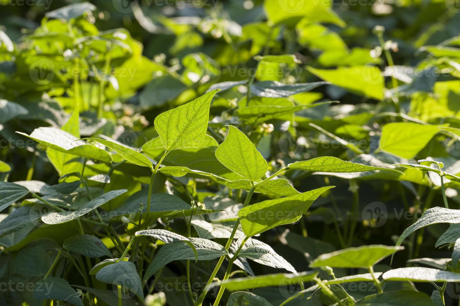green foliage of asparagus beans in the field photo