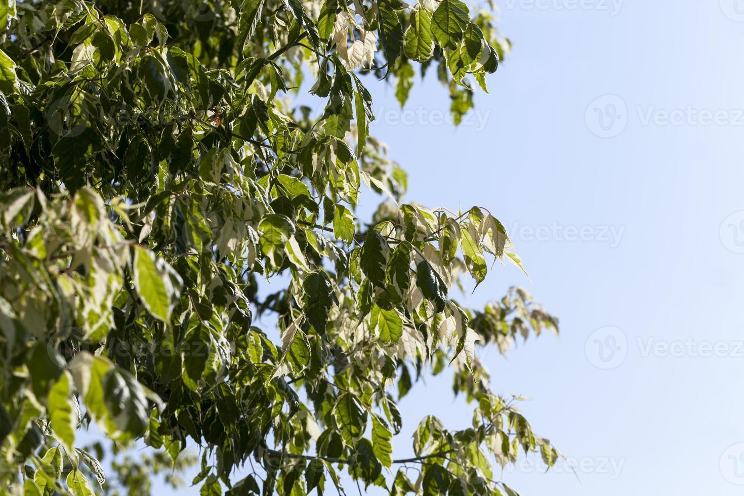 a tree with white and green foliage photo