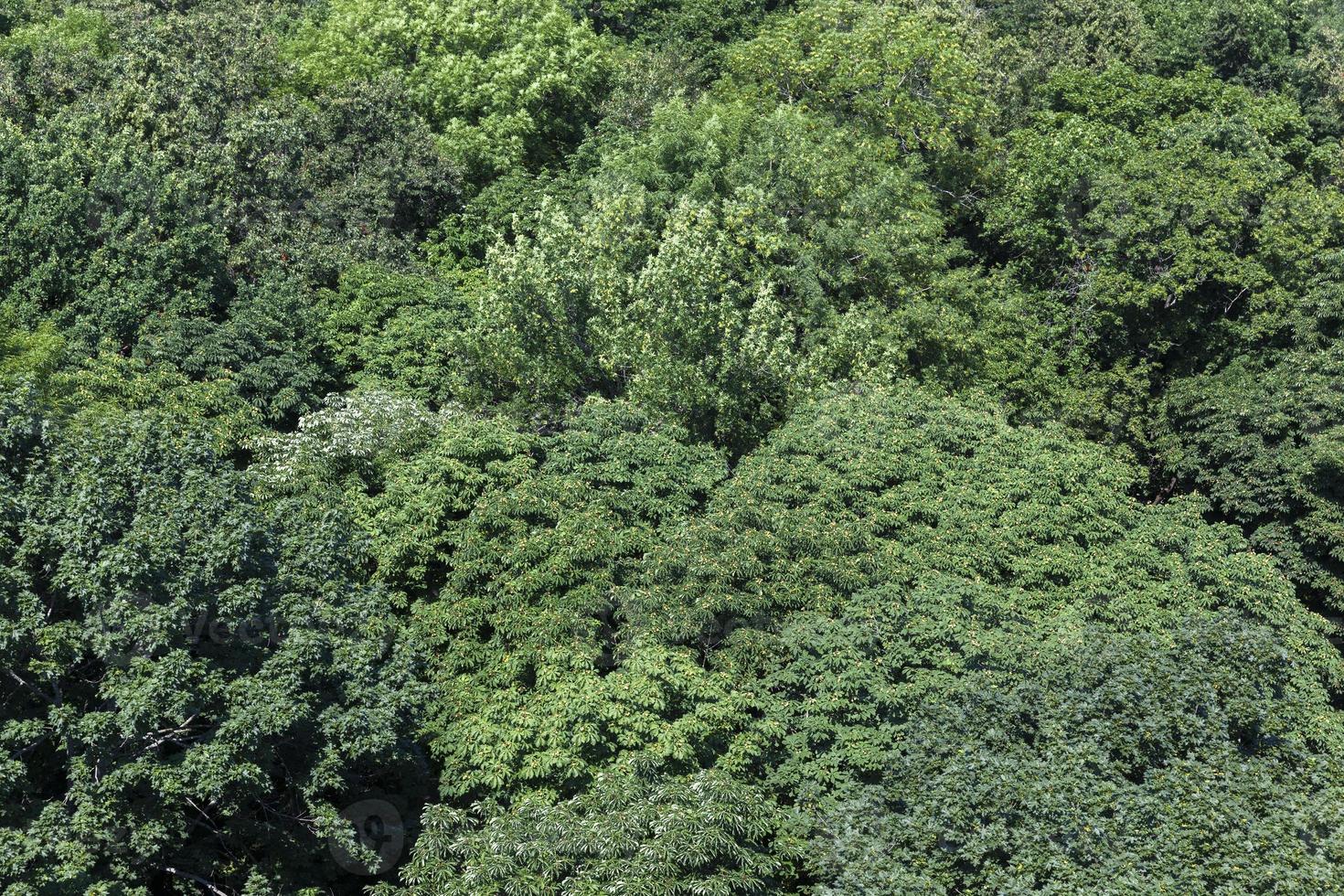 trees covered with green foliage in summer photo