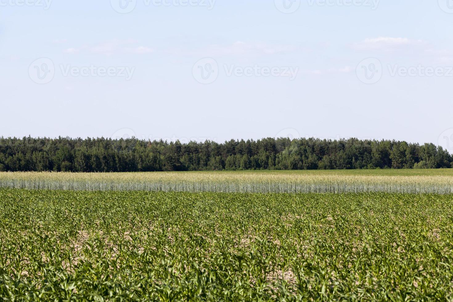 an agricultural field where cereals are grown photo