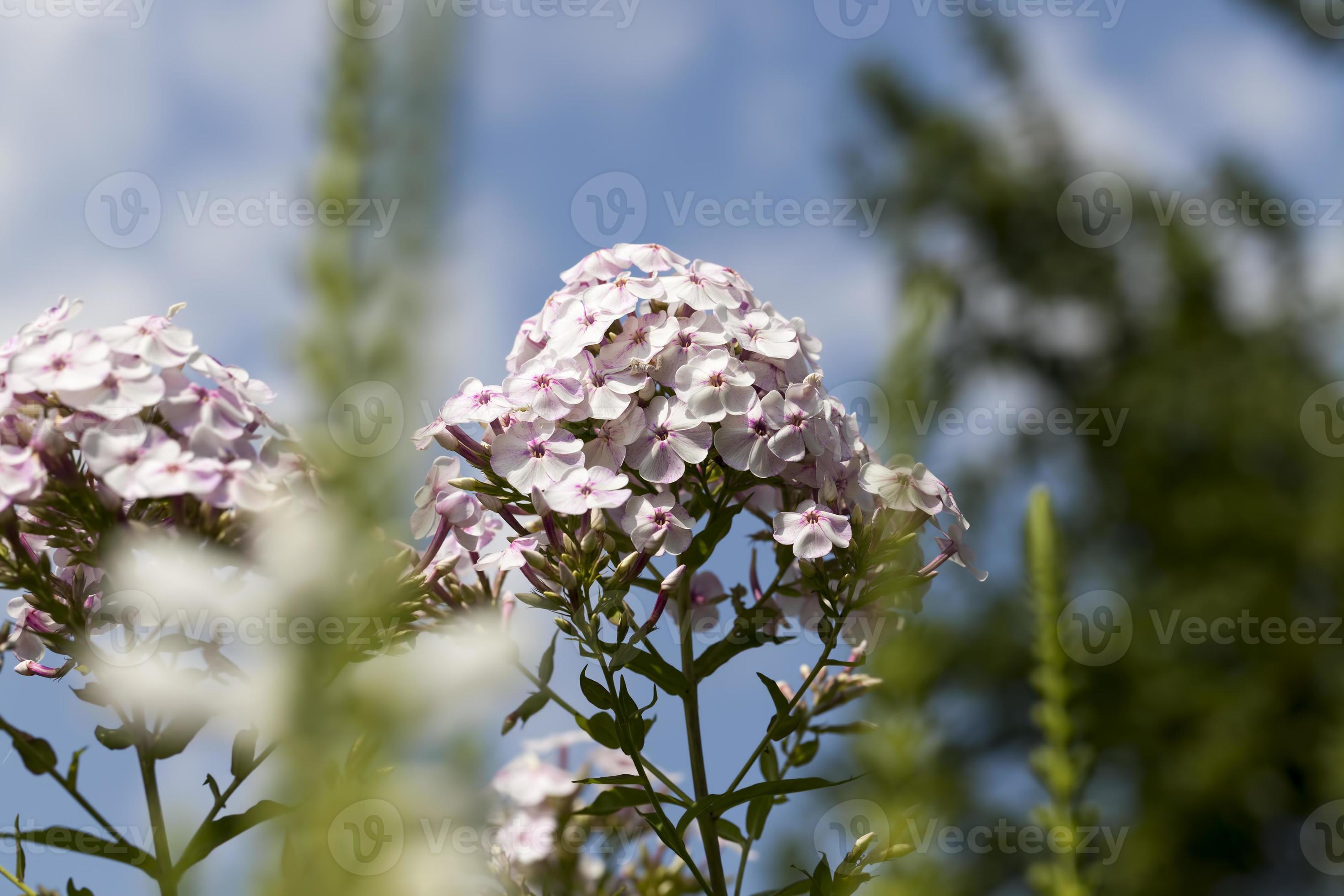 Flowers In The Spring Season 9716445 Stock Photo At Vecteezy flowers-in-the-spring-season-9716445-stock-photo-at-vecteezy