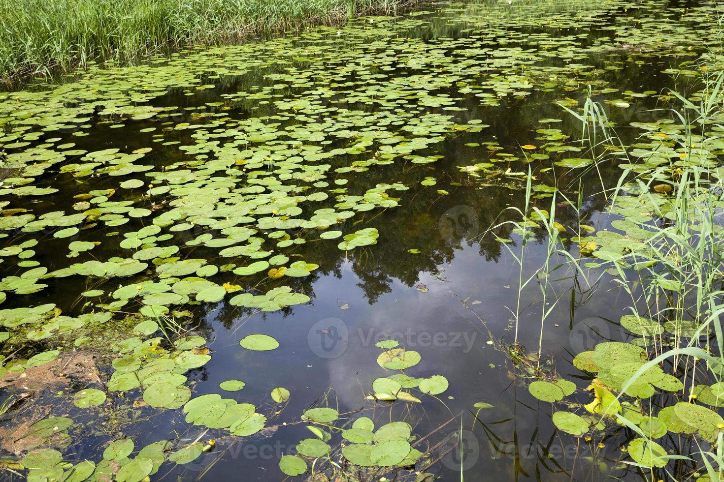 lake with growing water lilies photo