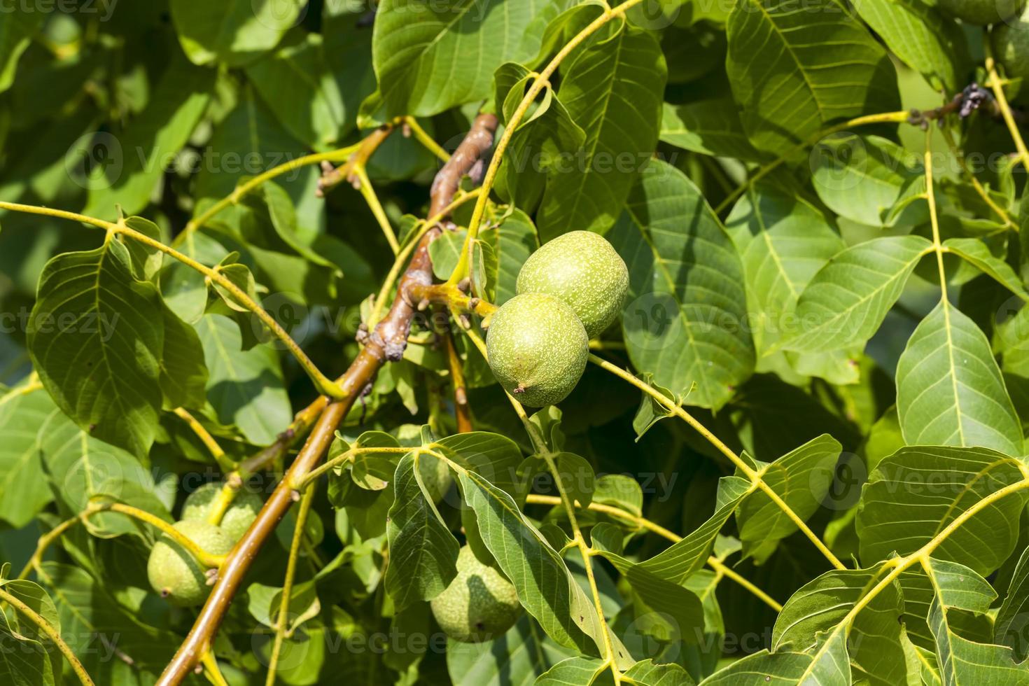 green unripe walnuts in the summer photo