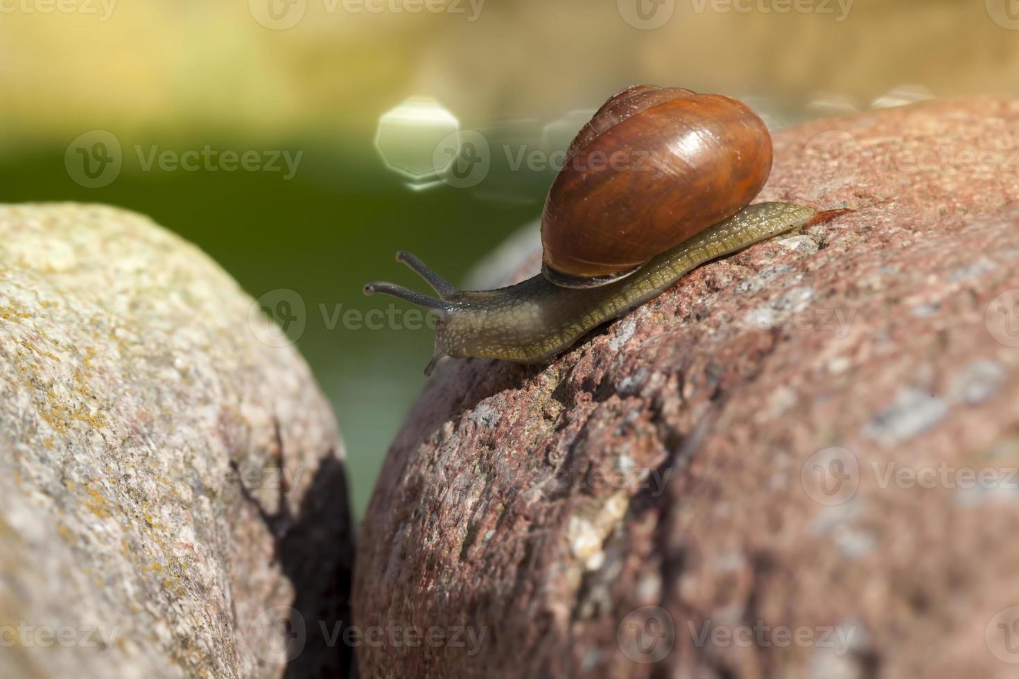 grape snail crawling on its territory photo