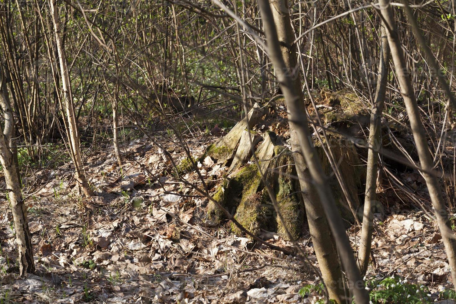 trees and stumps in the spring season photo