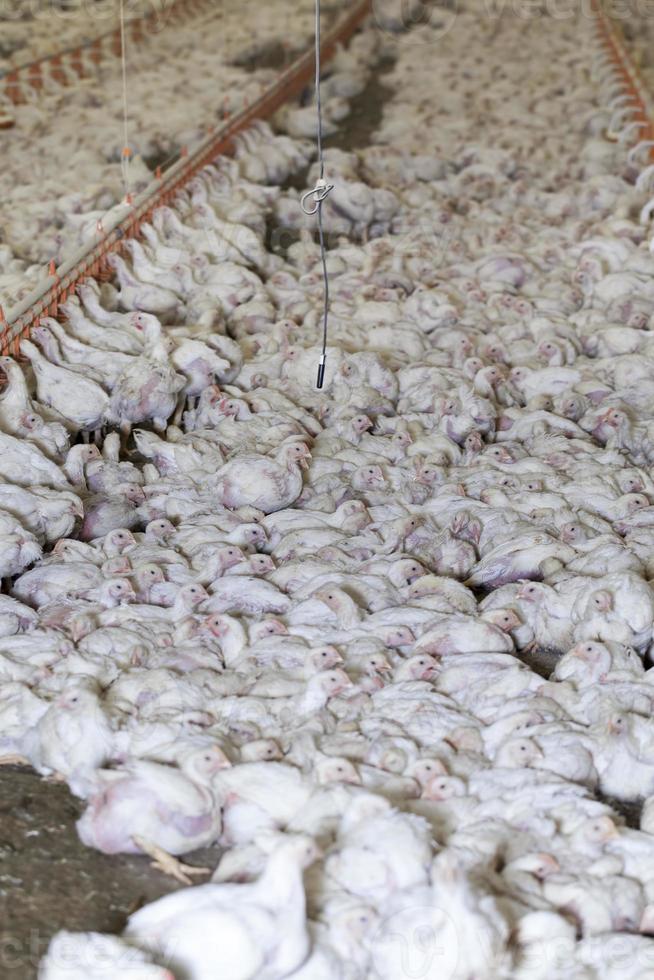 chicken chicks at a poultry farm, close up photo