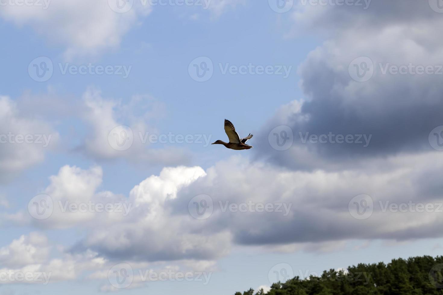 eastern europe with wild duck photo