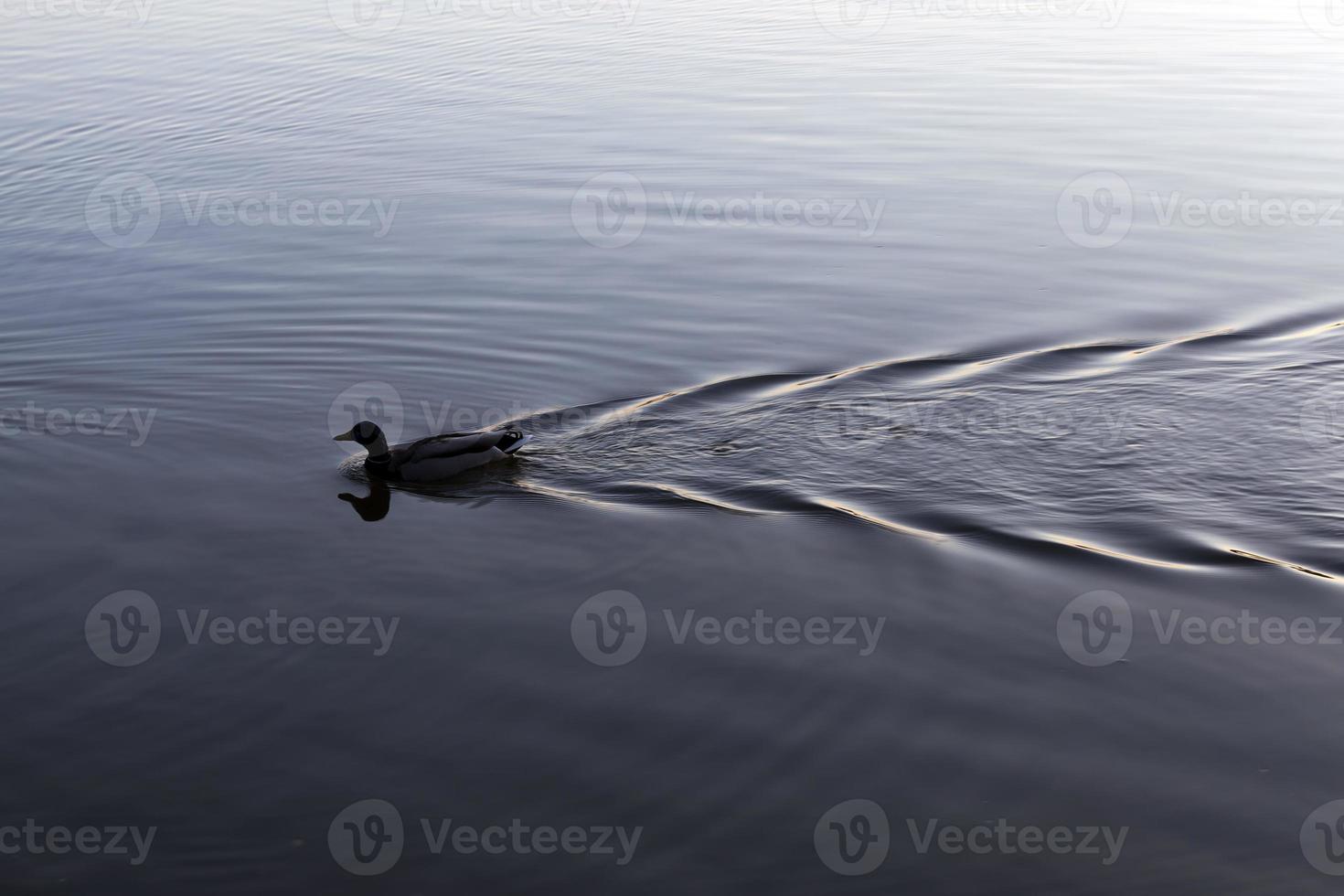 wild ducks floating on the lake photo