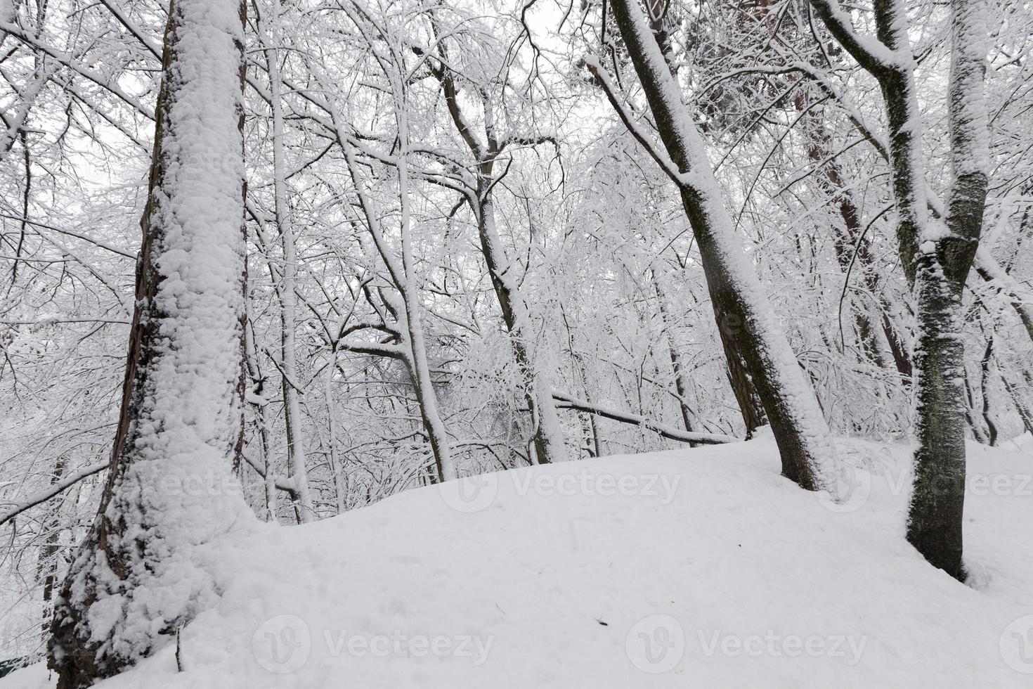 un gran número de árboles de hoja caduca desnudos en la temporada de invierno foto