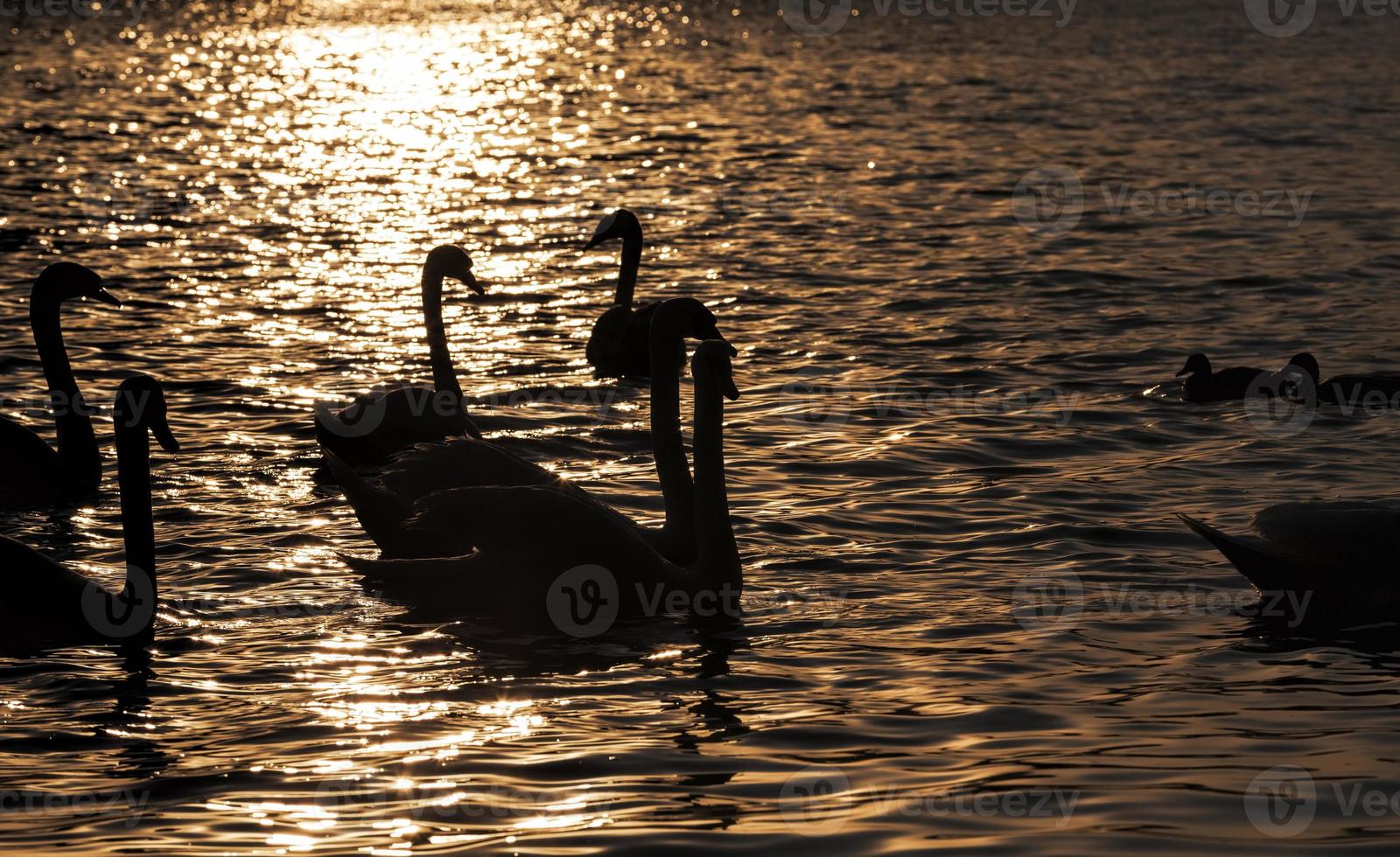 swimming at dawn of the sun group Swans photo