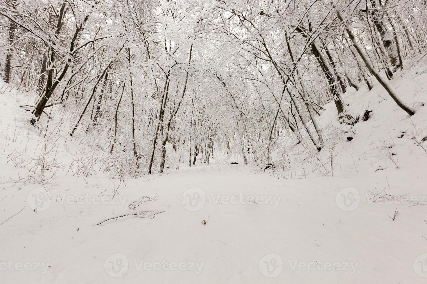 bare deciduous trees in the snow in winter photo