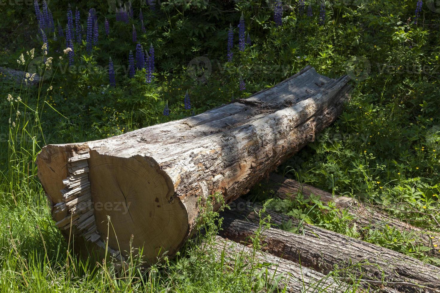 wood with bark and damage photo