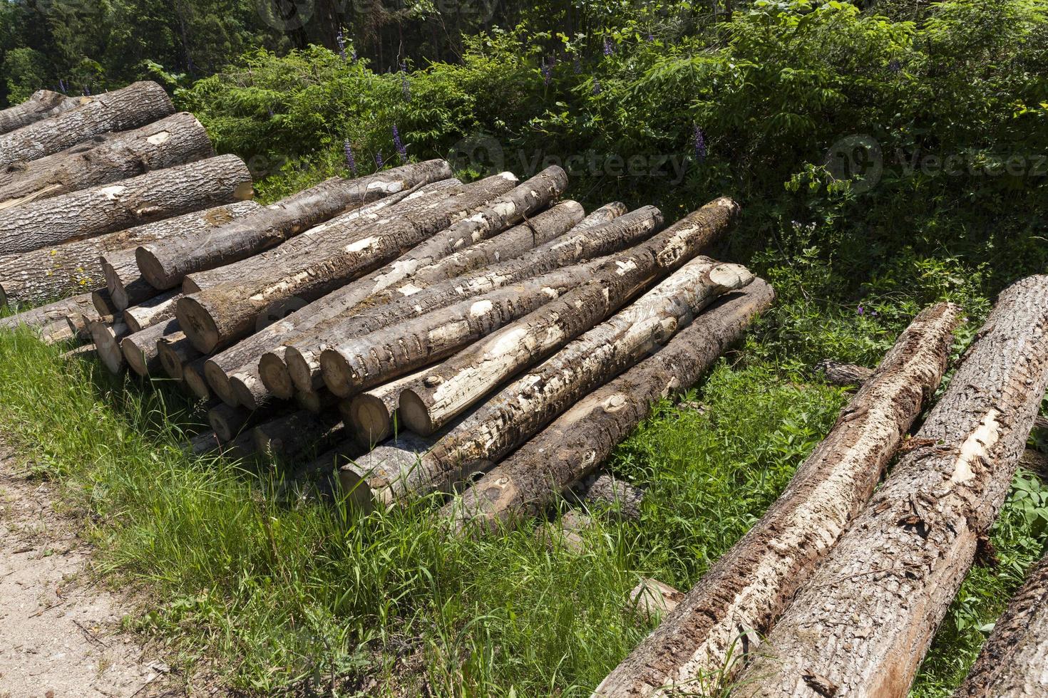 pine trunks during the preparation of wood photo