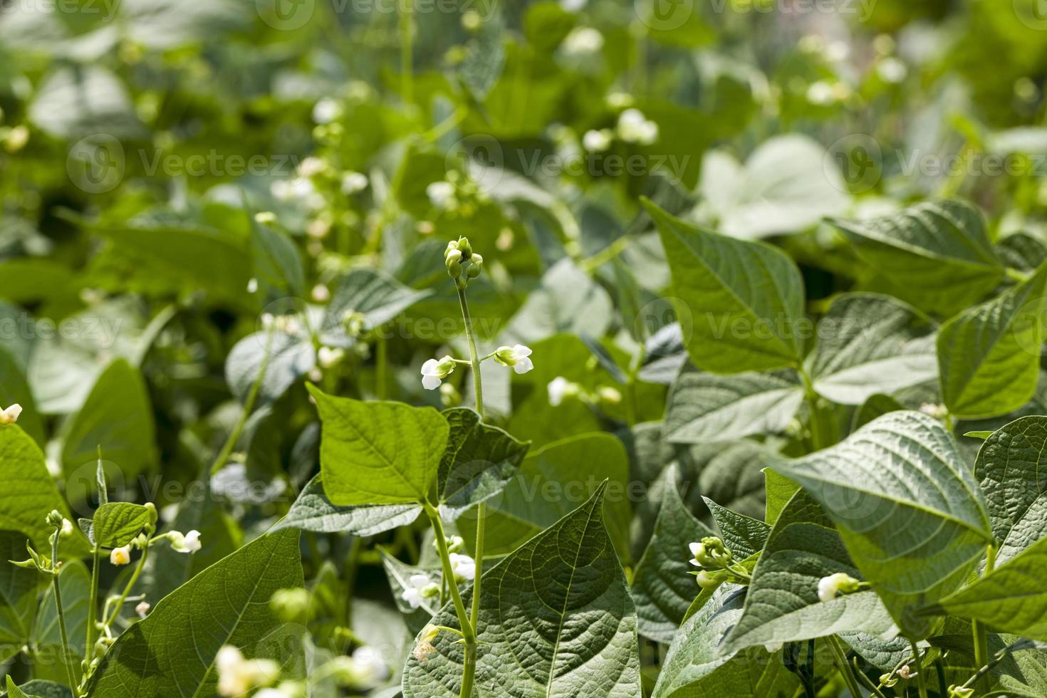 a bean blooming during growth photo