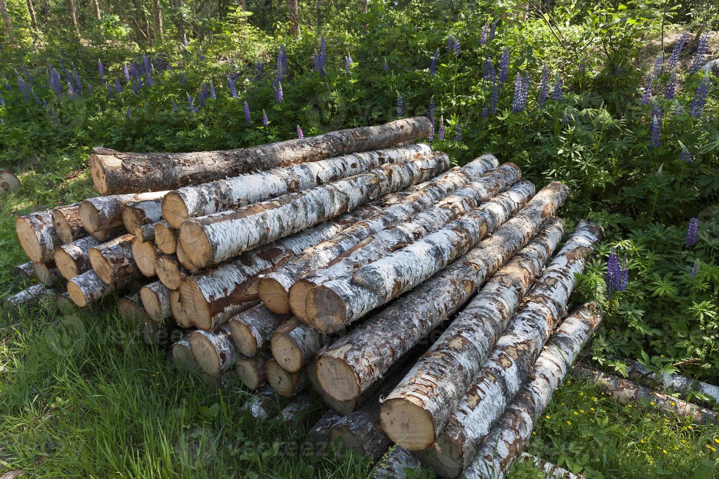 harvesting of birch tree trunks in the forest photo