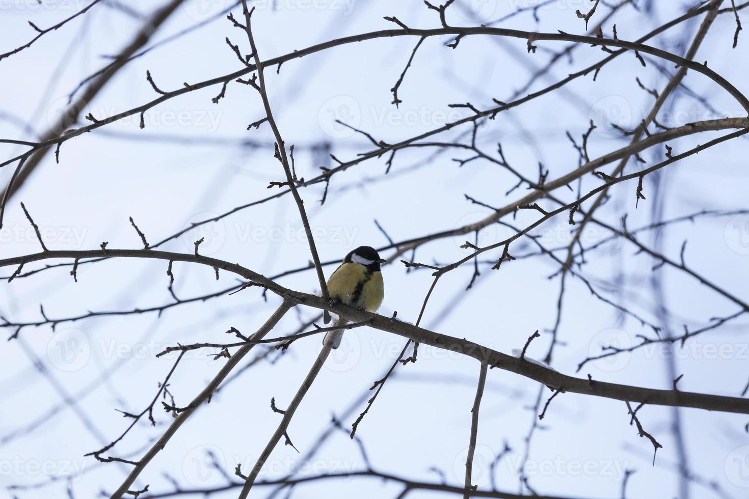 wild chickadee in the winter photo