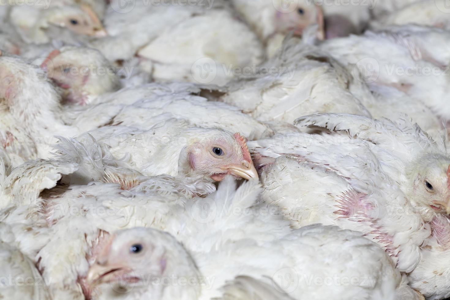 una raza de pollo de engorde mejorada genéticamente foto