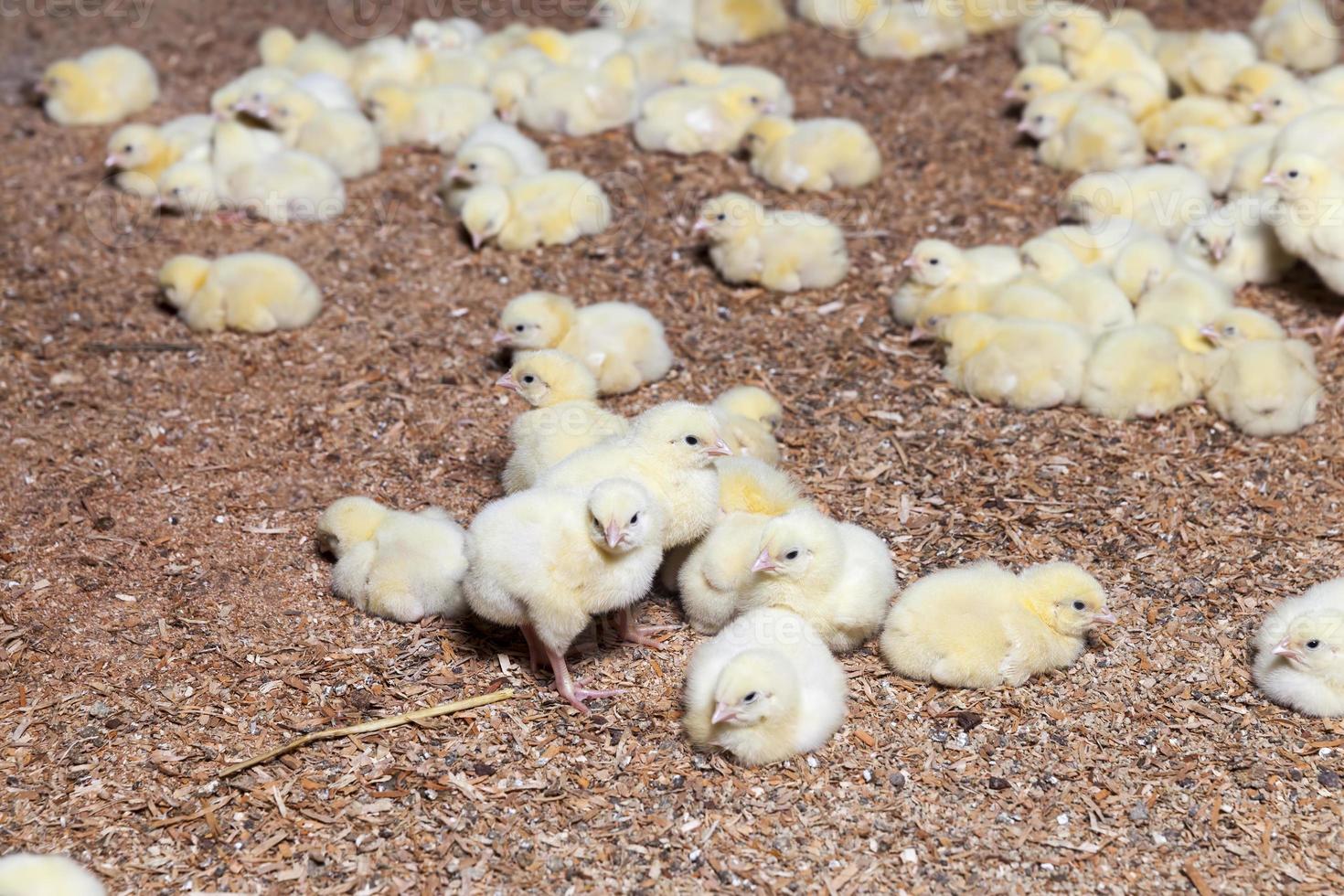 pollitos de pollo en una granja avícola, de cerca foto