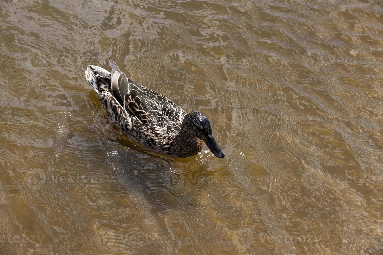 pato salvaje nadando en el agua foto