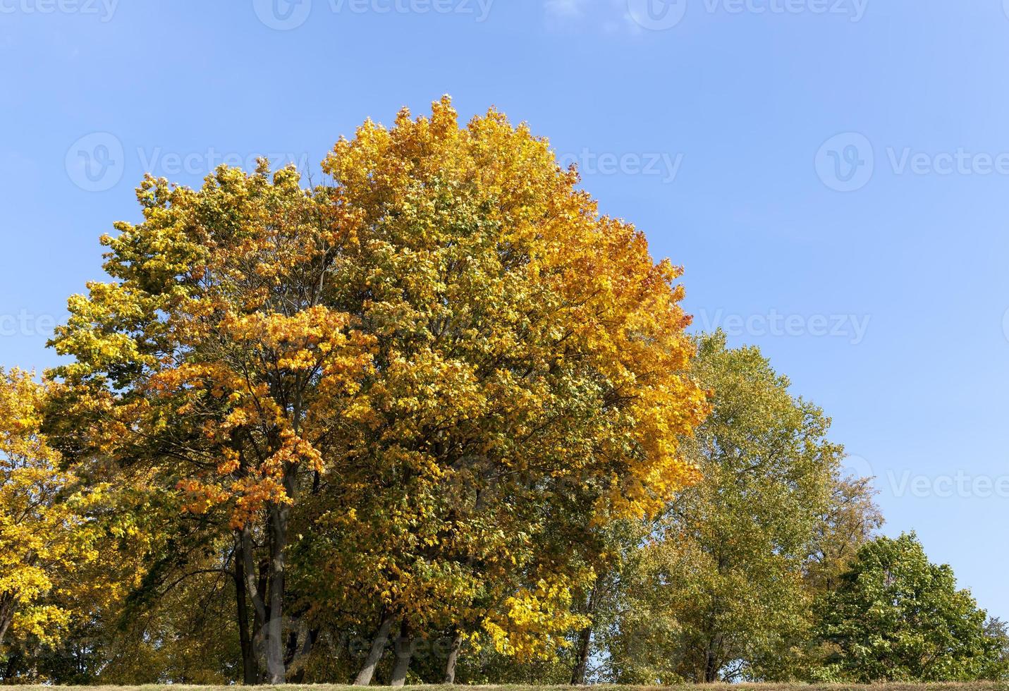 deciduous oak trees in the forest or in the Park photo