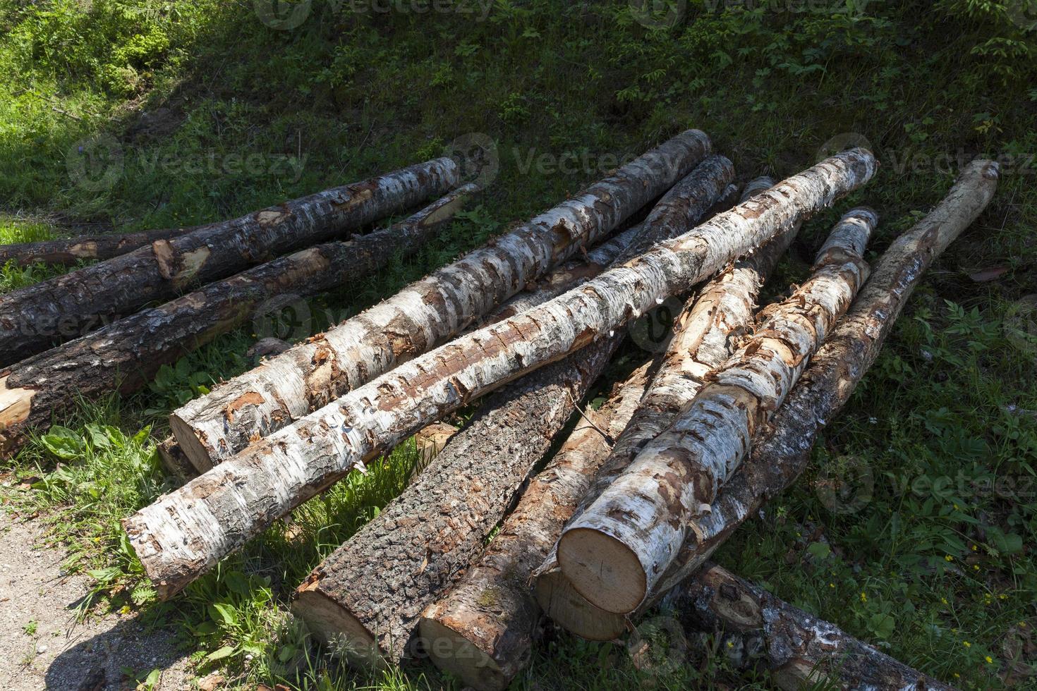 wood with bark and damage photo