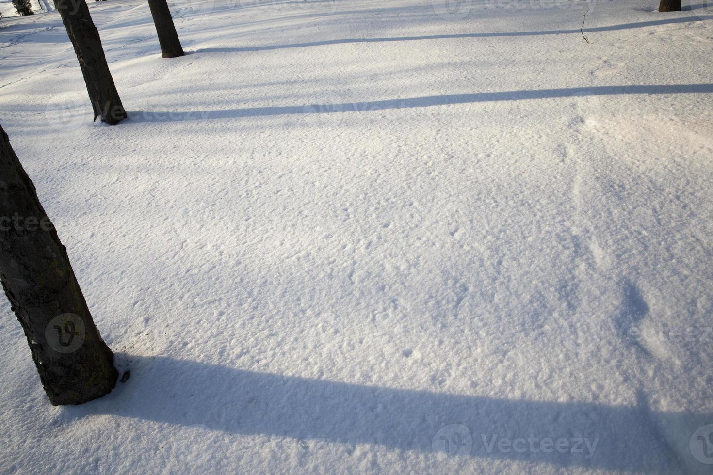 naturaleza después de una nevada foto