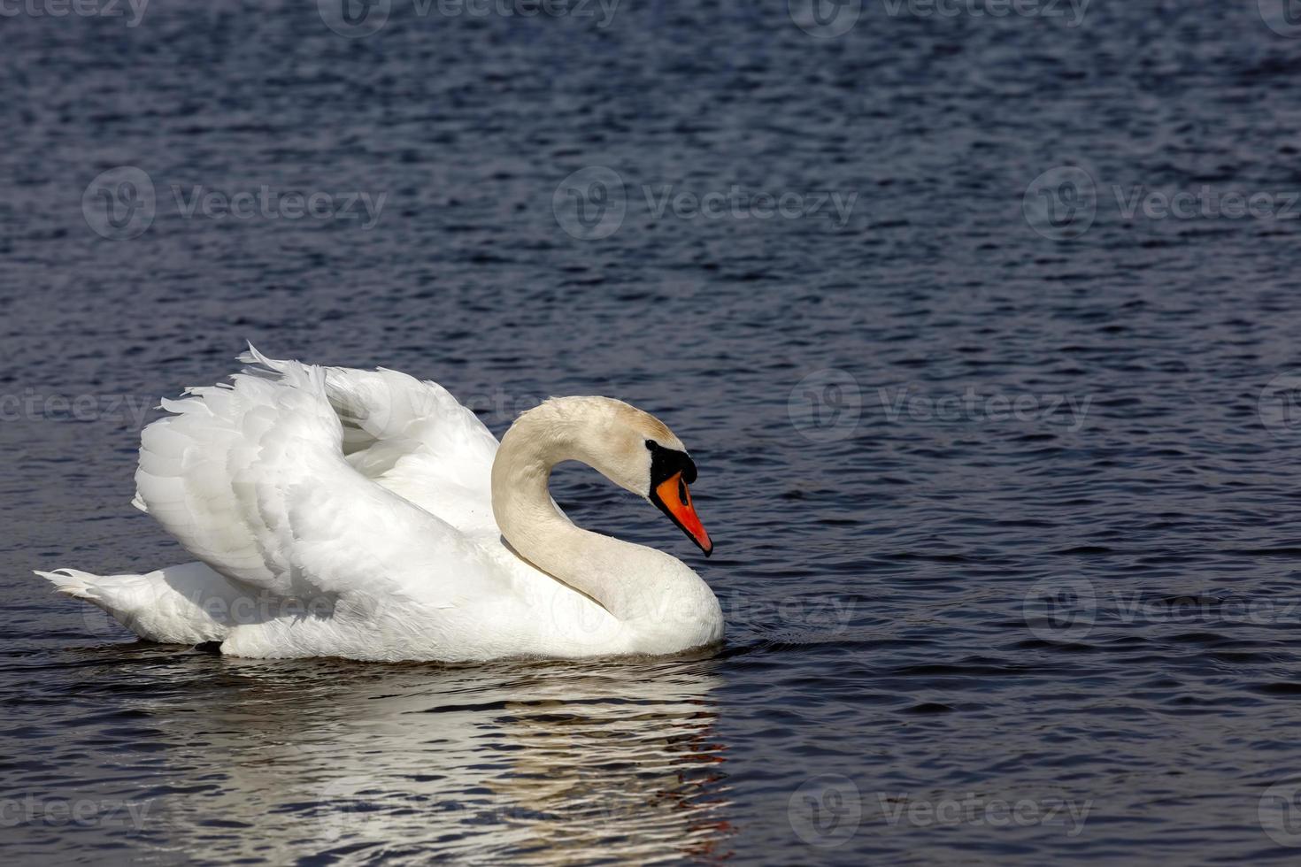 white swans in the spring season photo