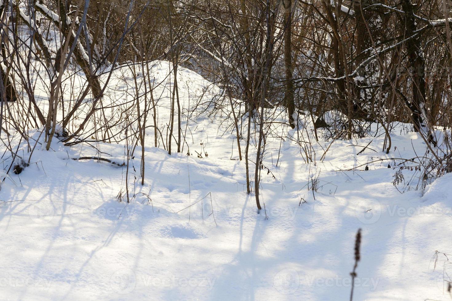 snowfall in the winter season and white fluffy cold snow photo