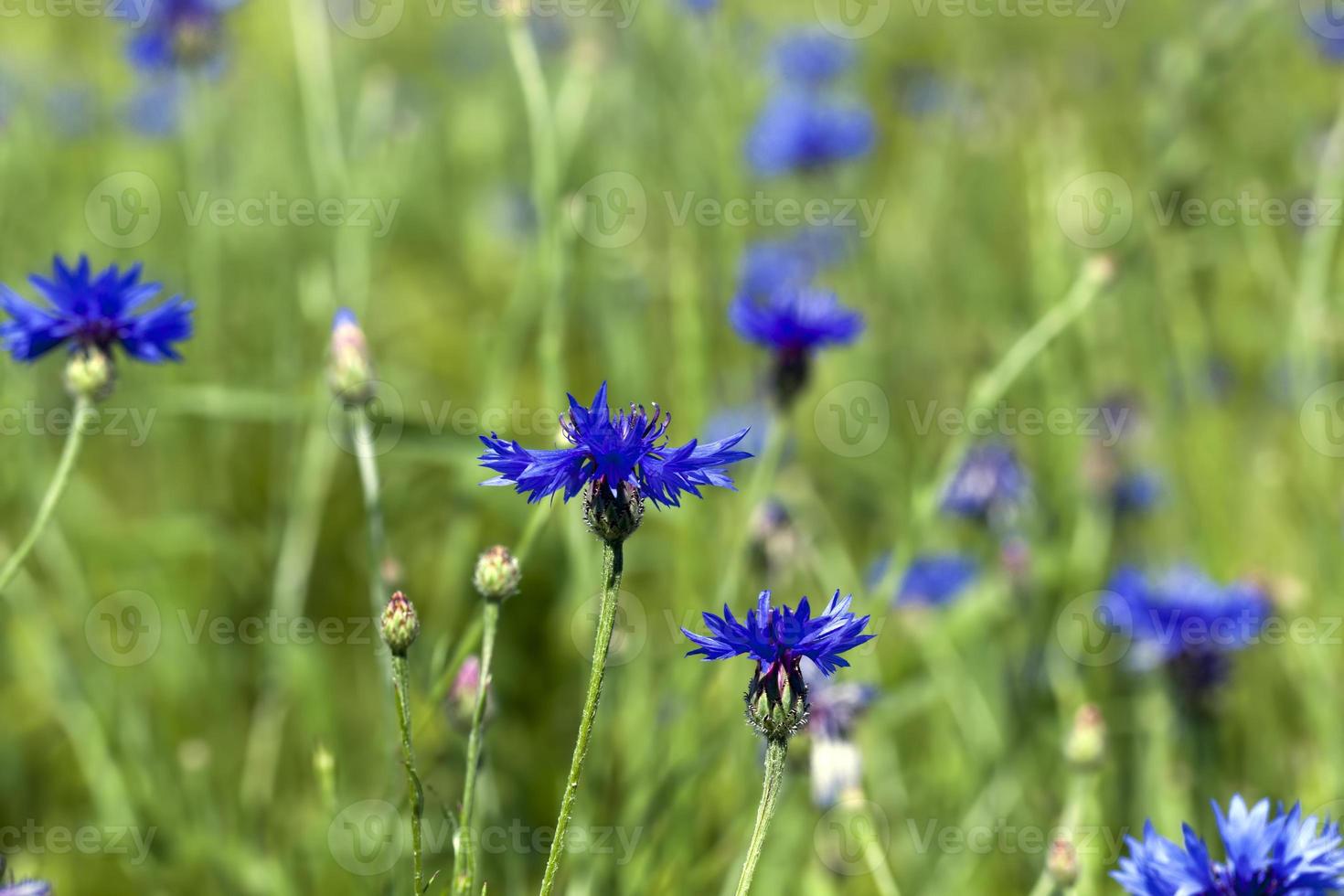 blue cornflowers growing in summer photo