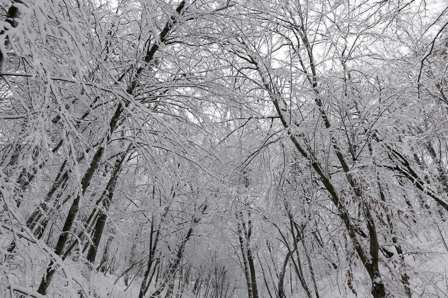 different types of bare deciduous trees without foliage photo