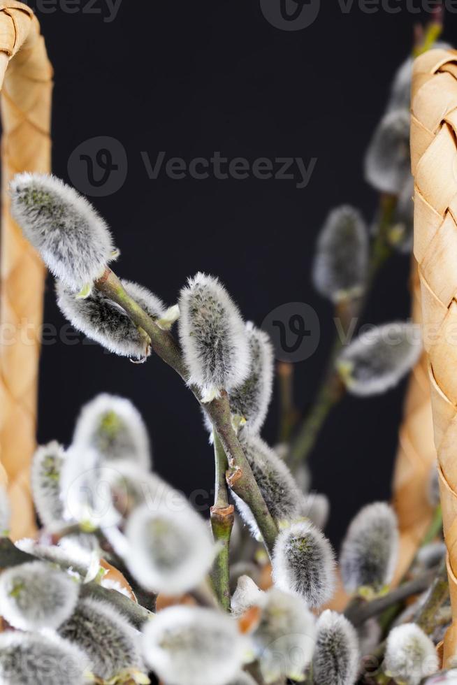 flowering willow branches cut for Easter celebration photo
