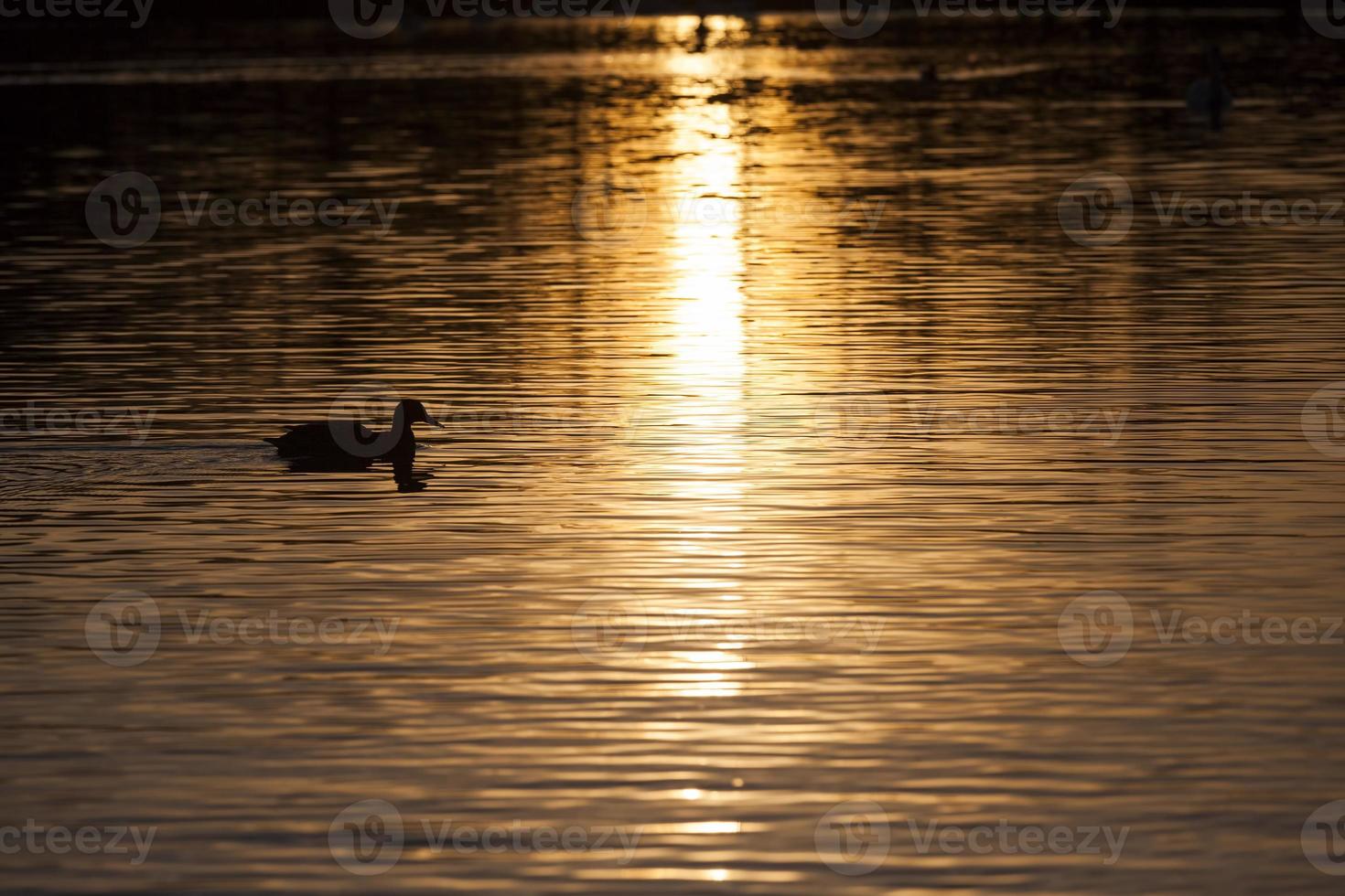 wild birds ducks in their natural habitat photo