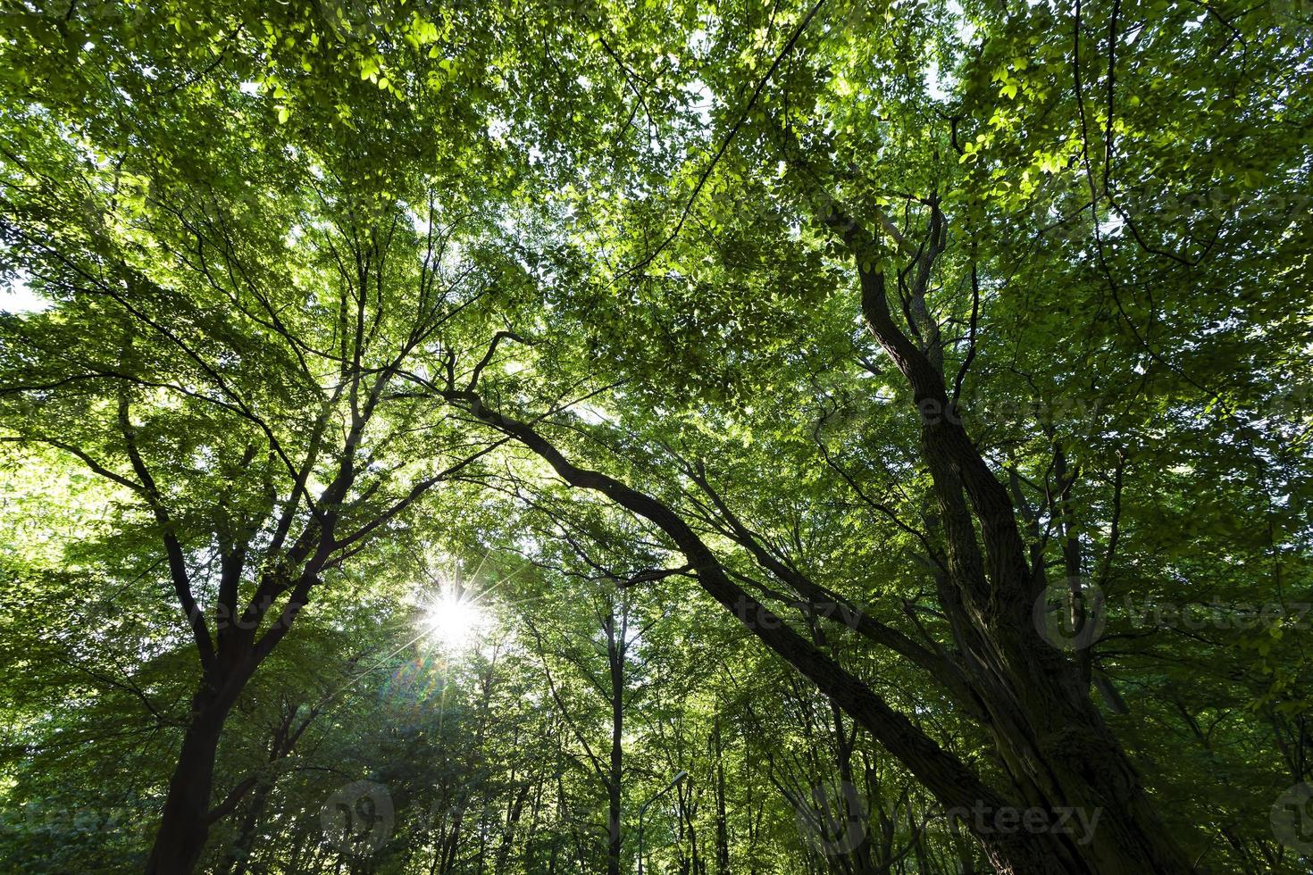 trees with green foliage in the summer photo