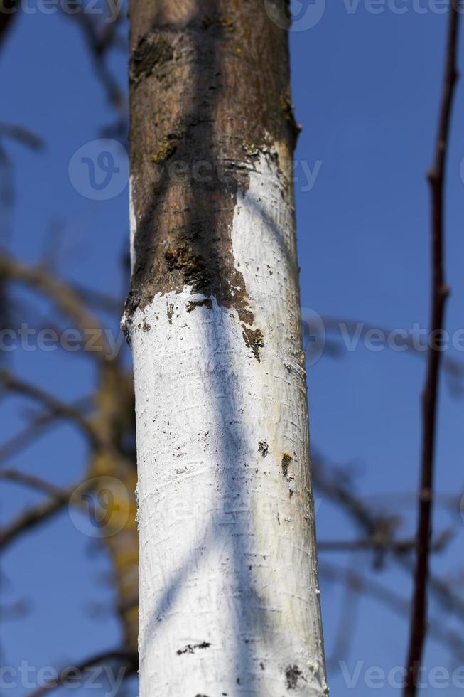 tree trunk parts with bark photo