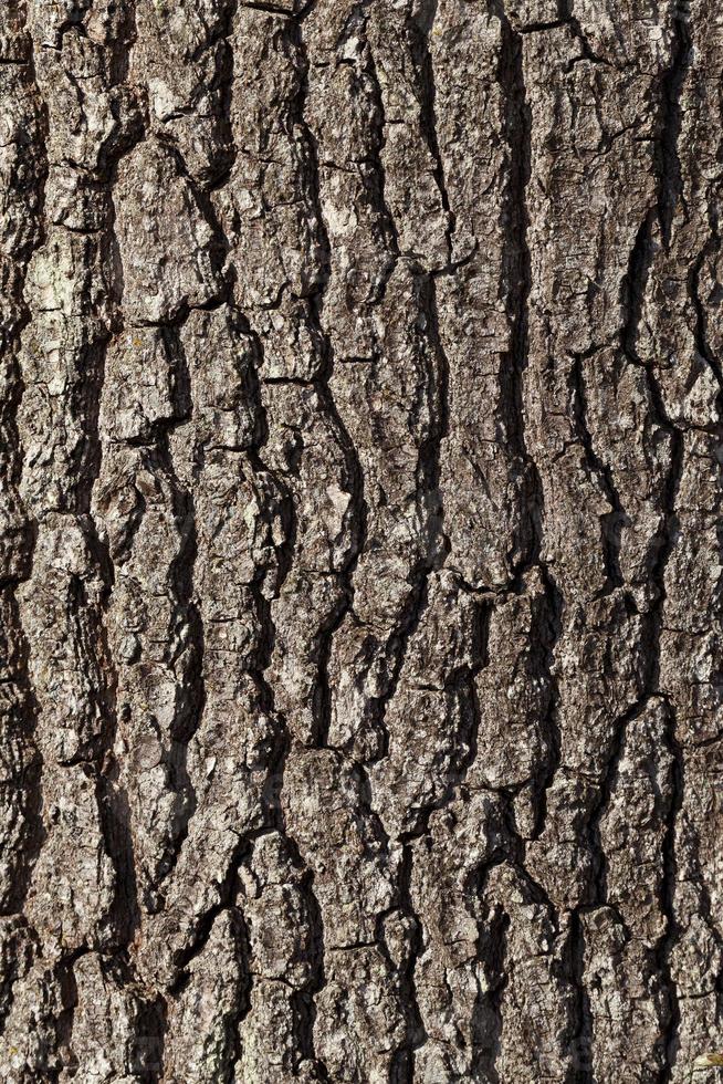 the structure of the tree bark photo