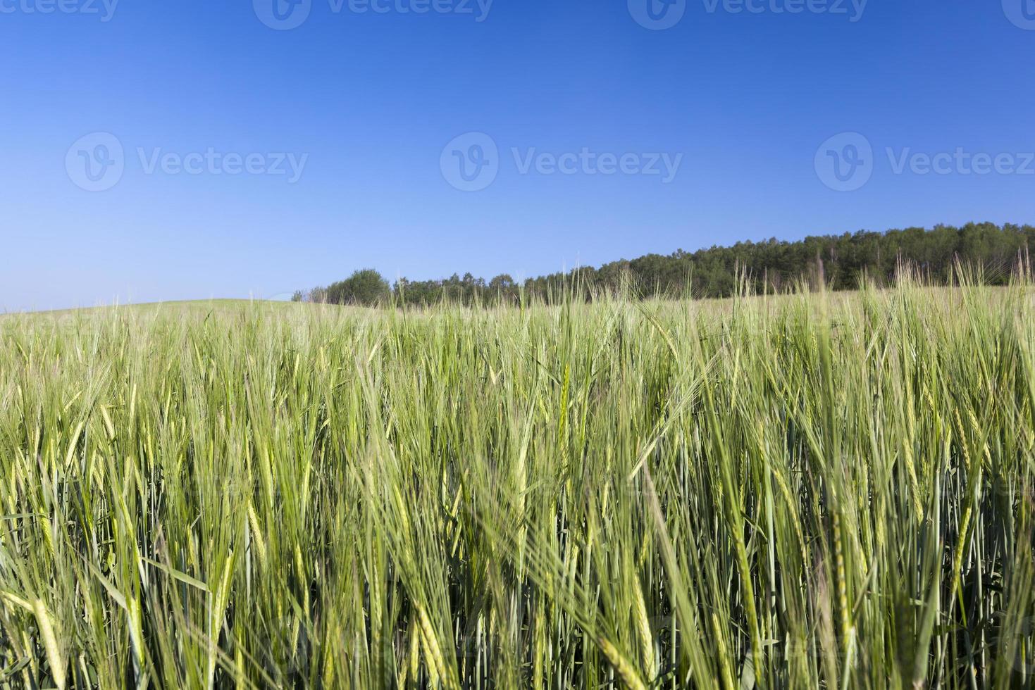 rye crop against the sky photo