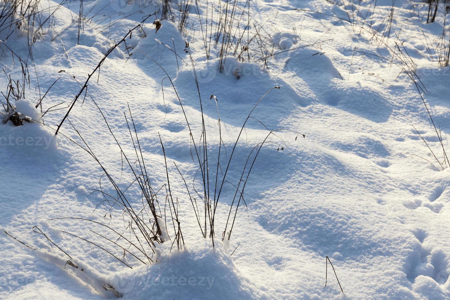 snow that fell during a snowfall and dry grass photo