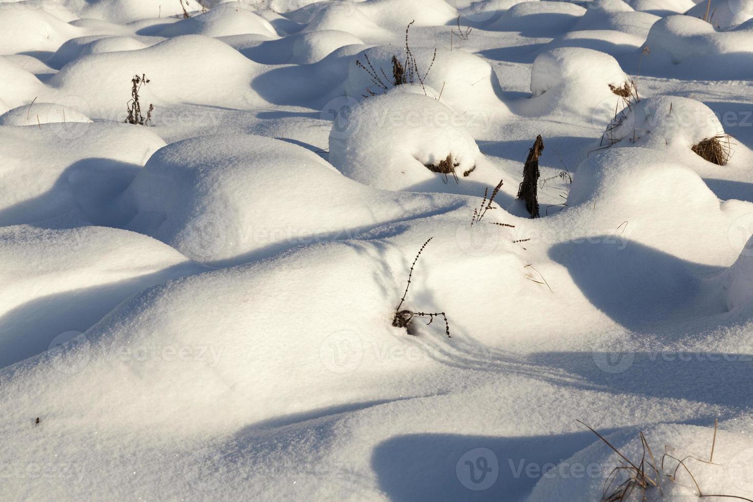 snow cover the grass and dry plants photo