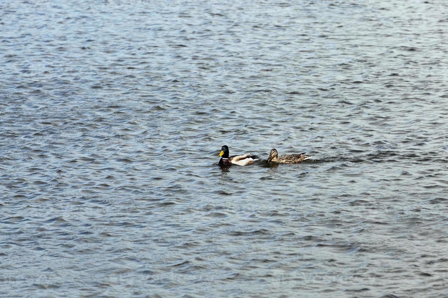 beautiful waterfowl ducks in spring or summer photo