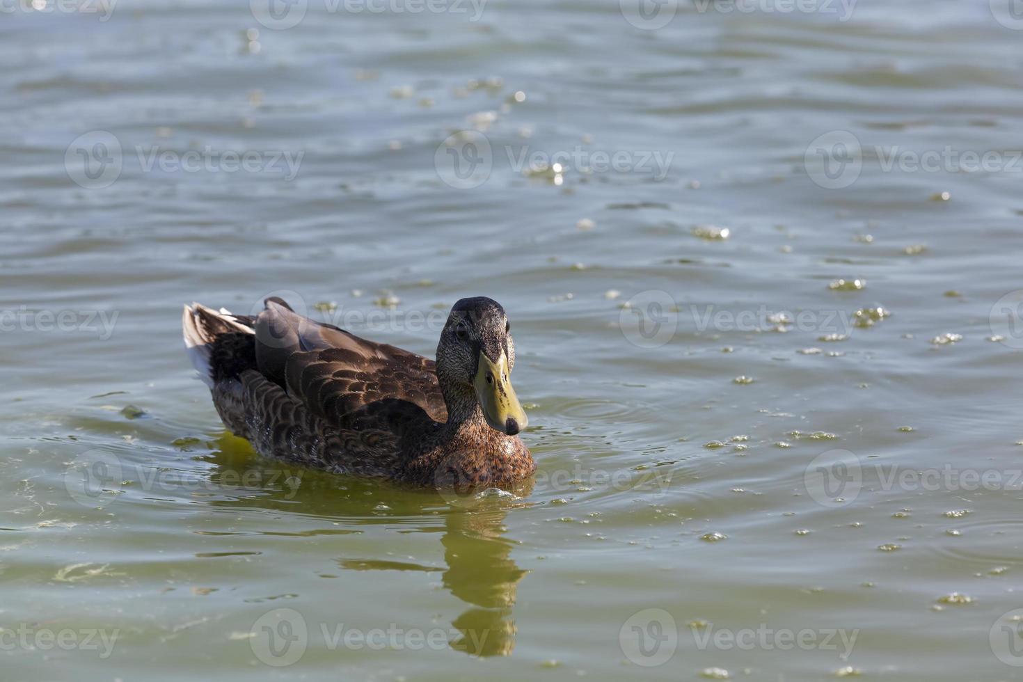 aves acuáticas aves silvestres patos en la naturaleza foto