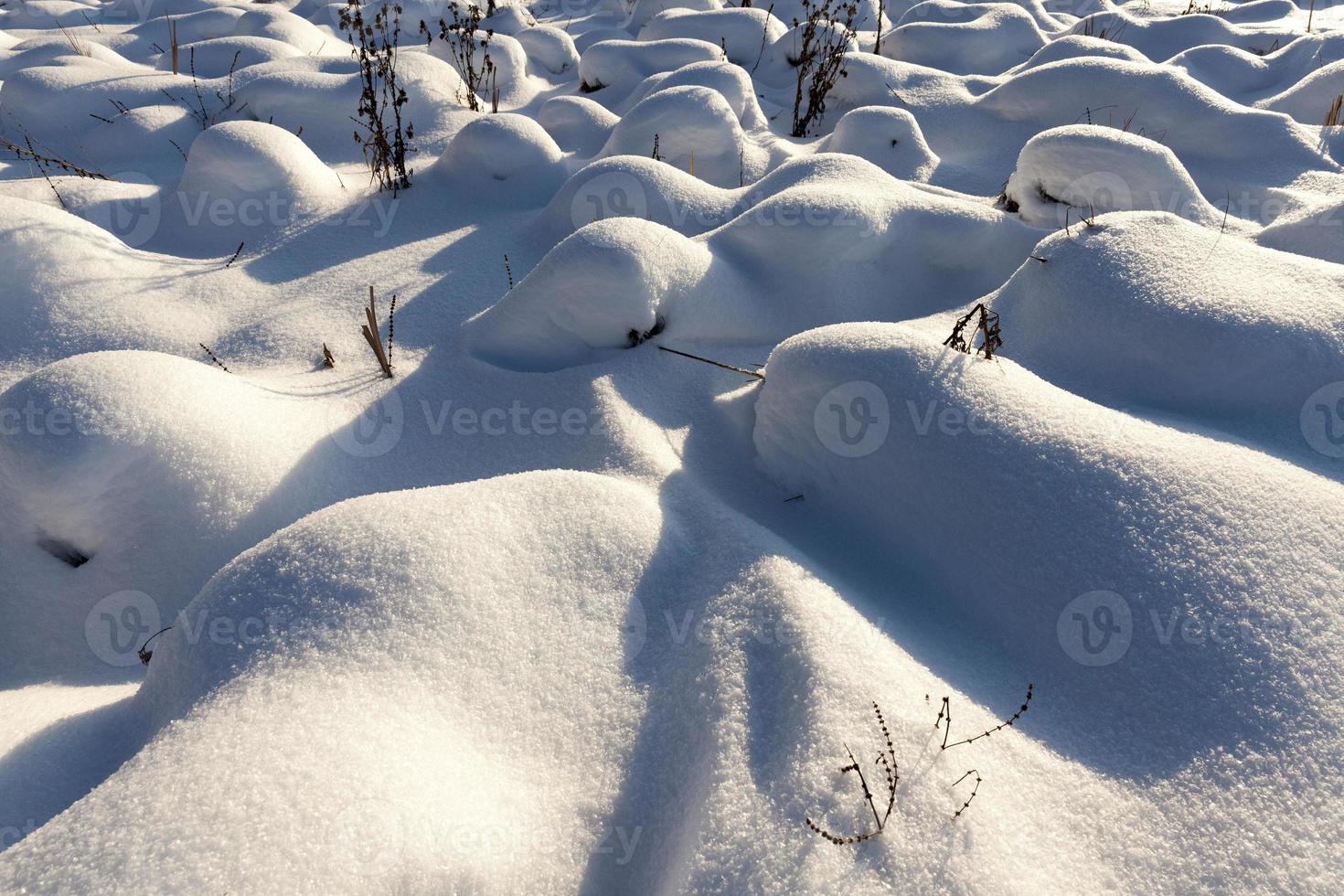 grass in large drifts after snowfalls and blizzards, the winter photo