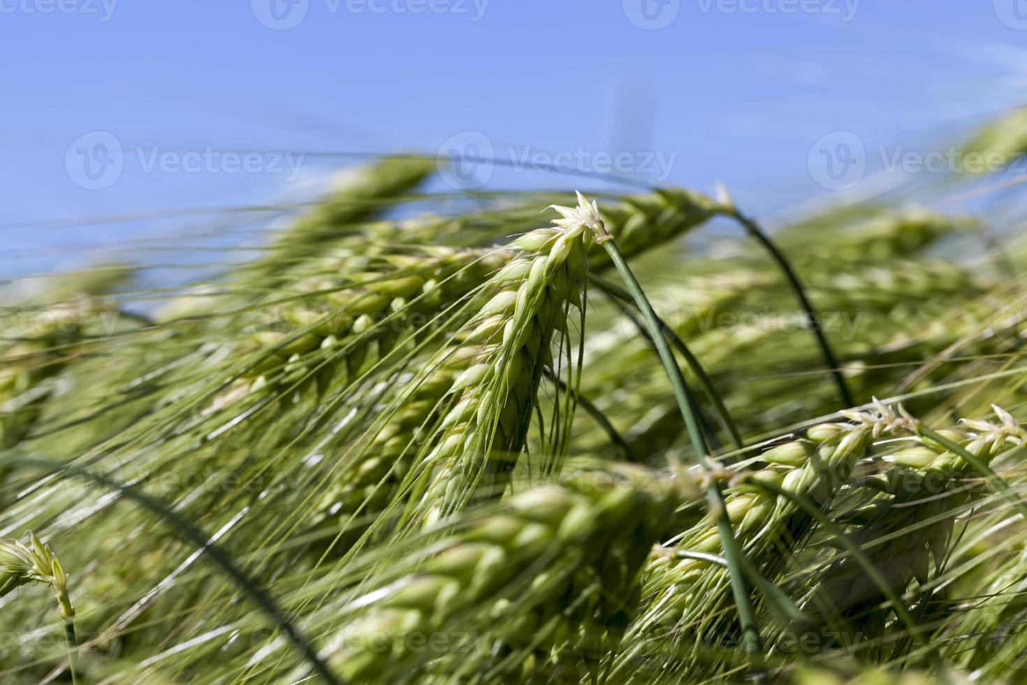 rye field with green unripe rye spikelets photo