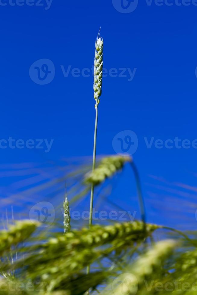 rye field with green unripe rye spikelets photo