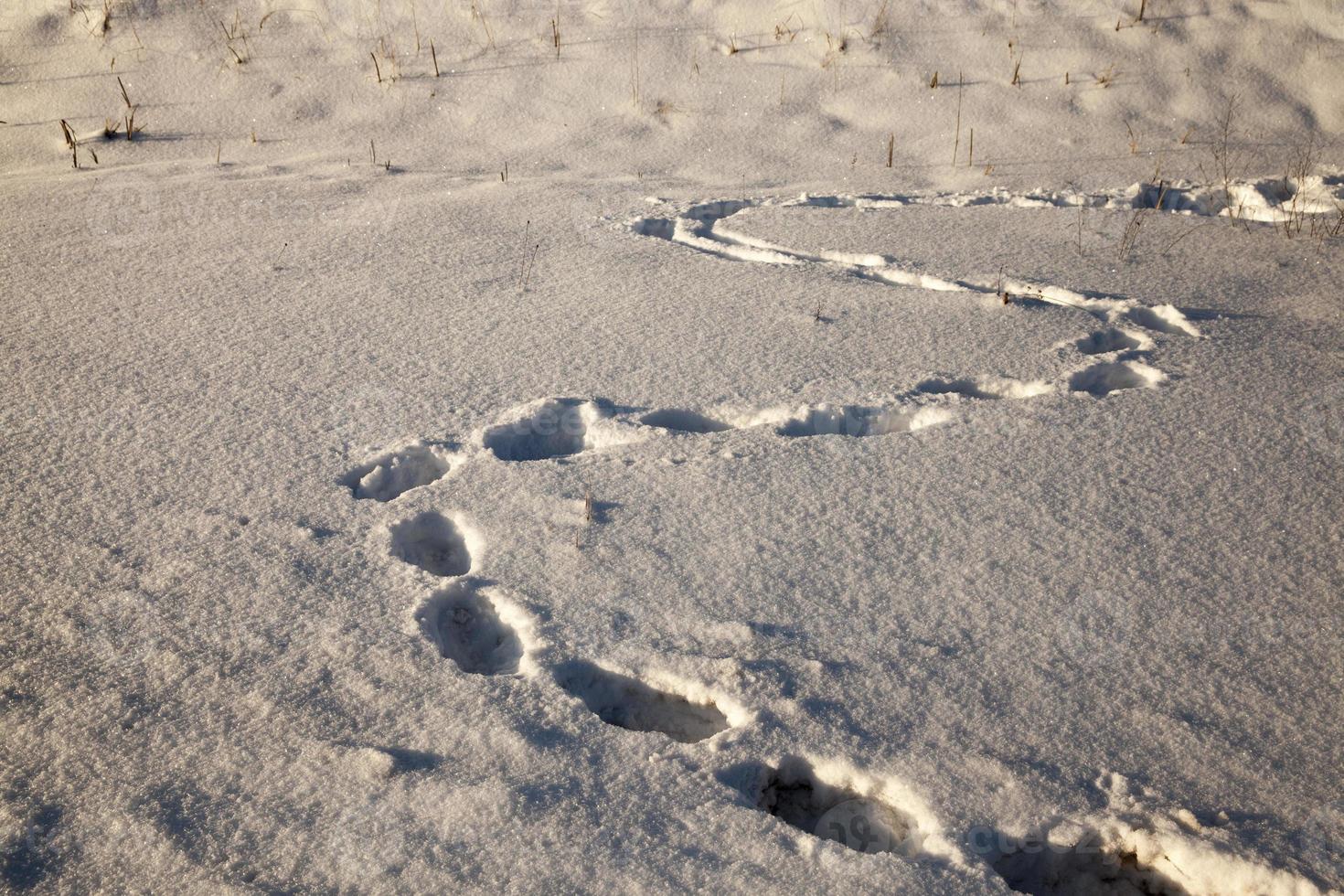 footprints on snowdrifts after walking photo