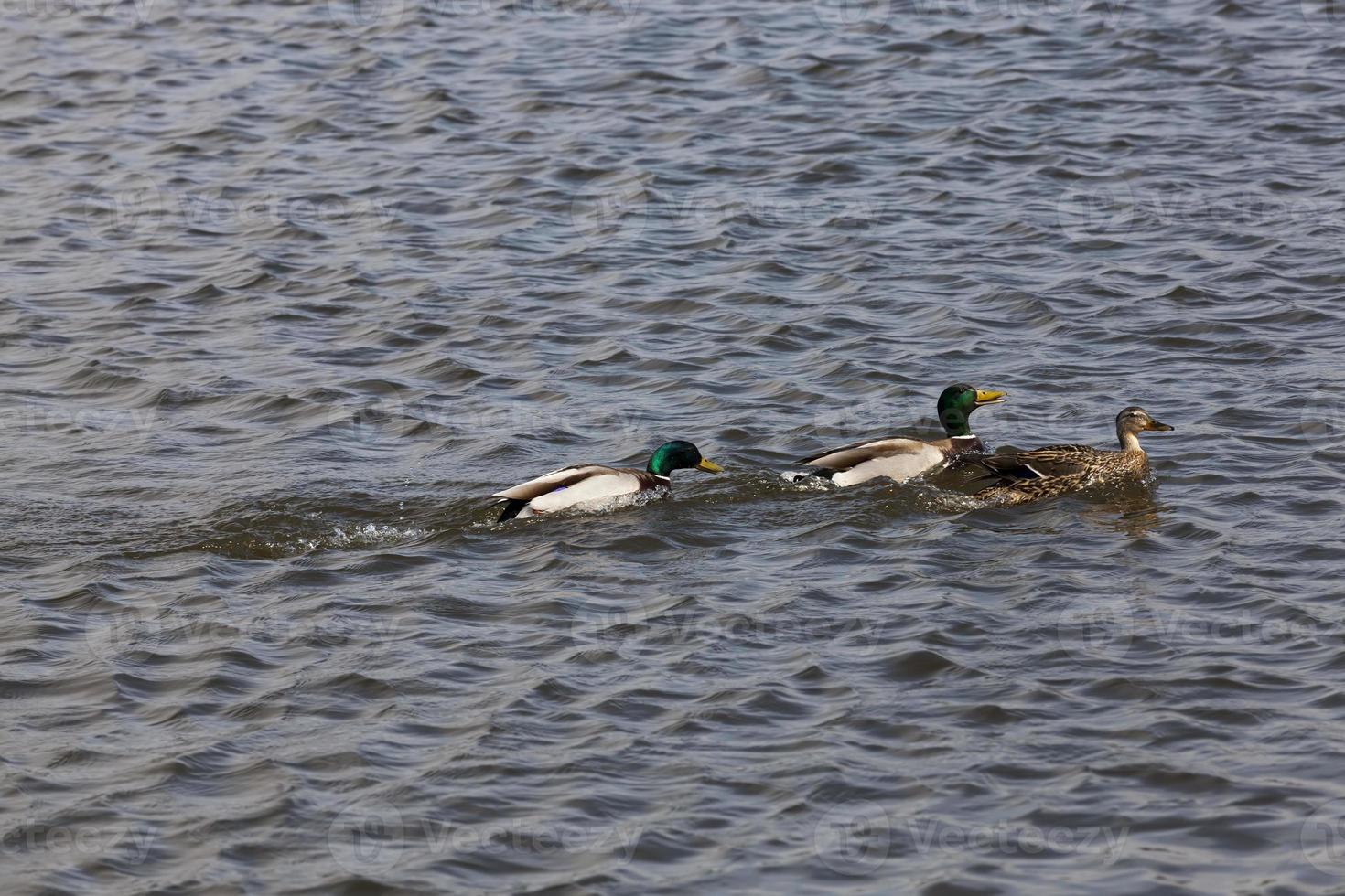 beautiful waterfowl ducks in spring or summer photo