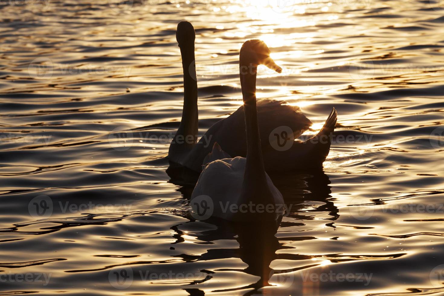 springtime on the lake with the Swan family photo