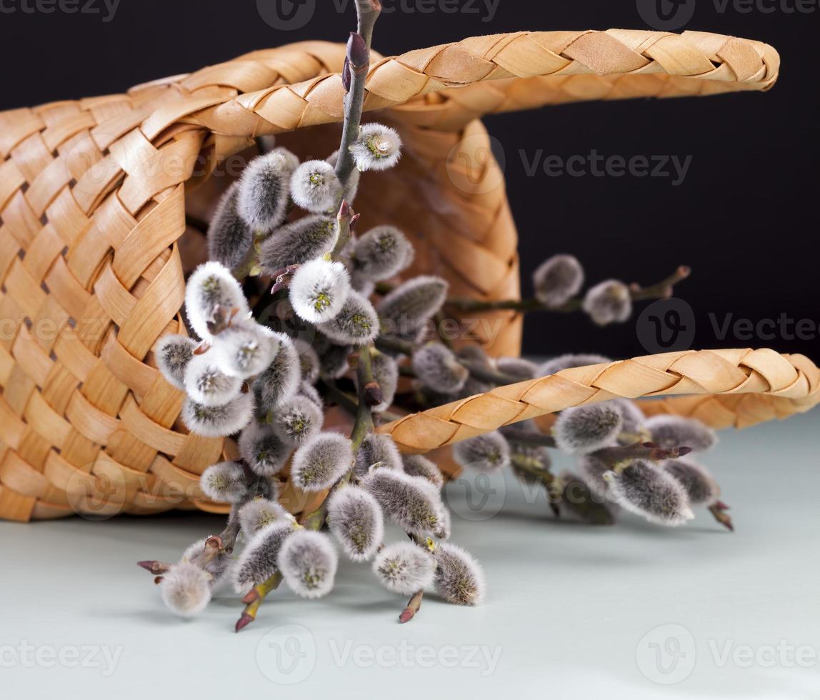 flowering willow branches cut for Easter celebration photo