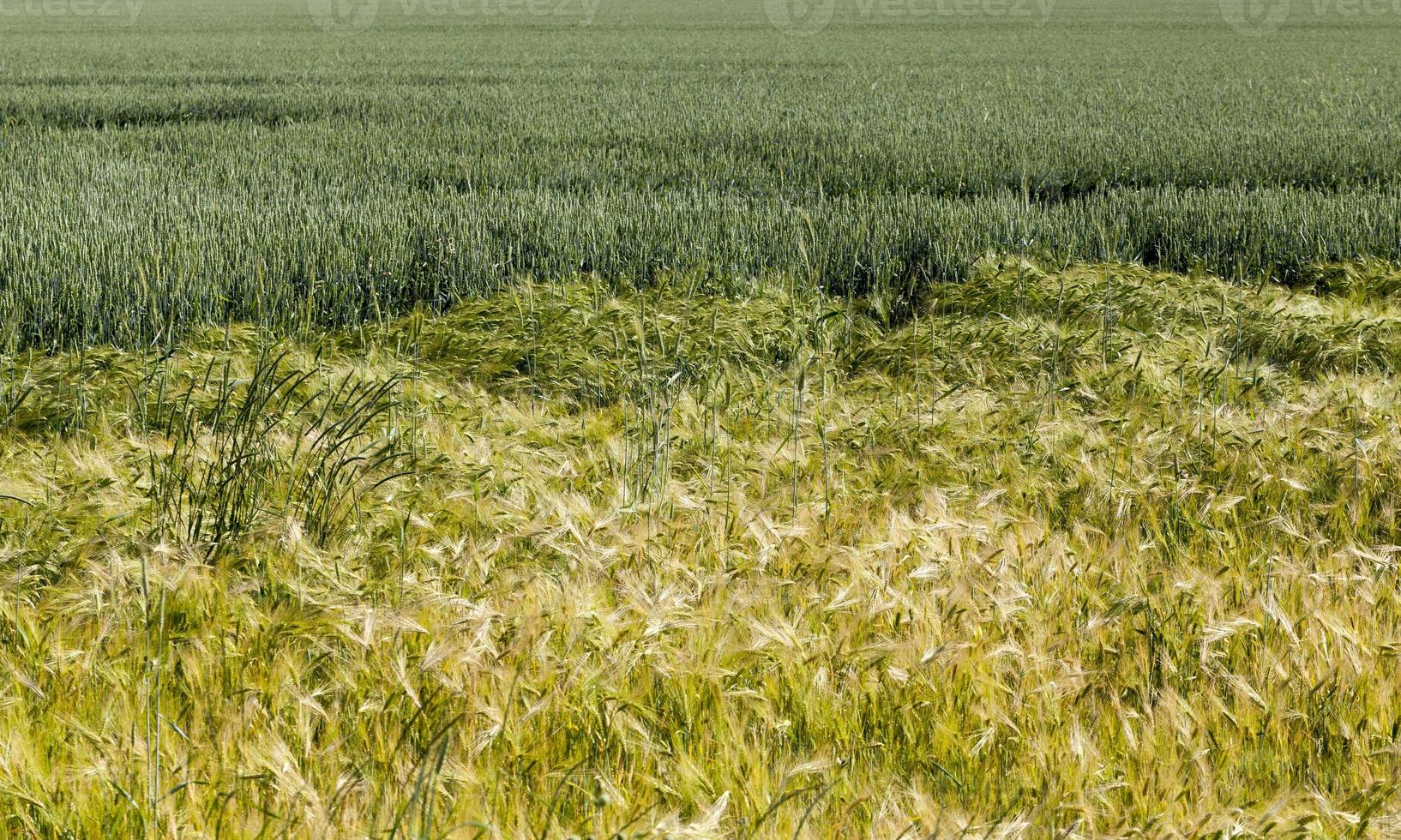 el centeno en maduración cambia de color a amarillo foto