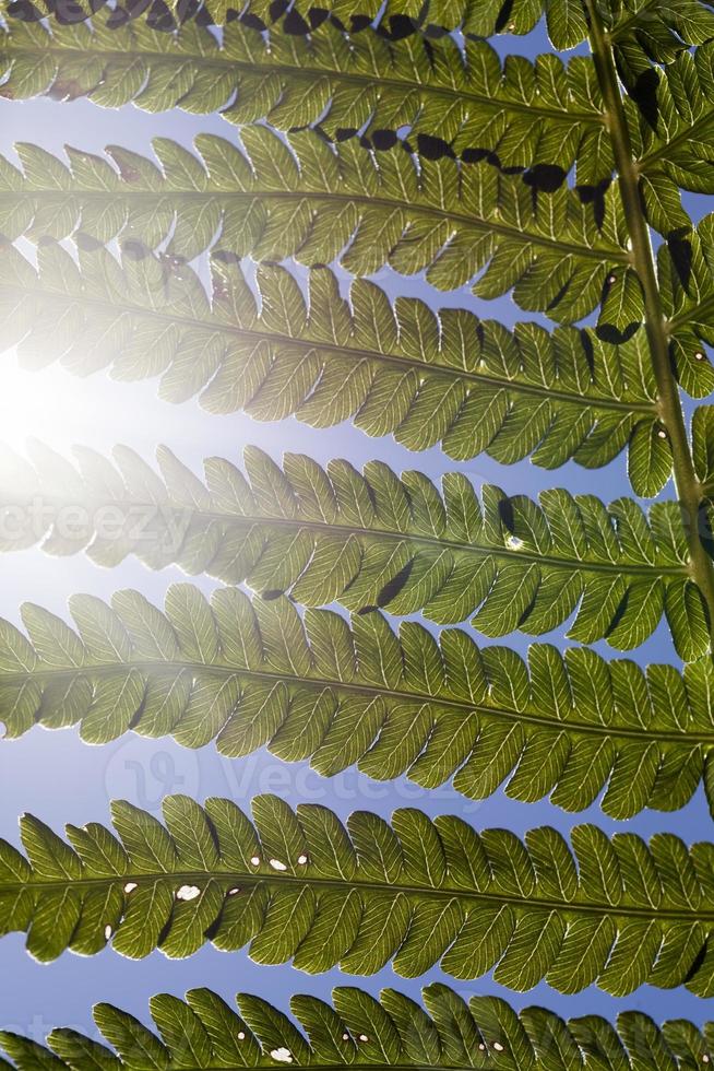 green fern leaves in sunlight photo